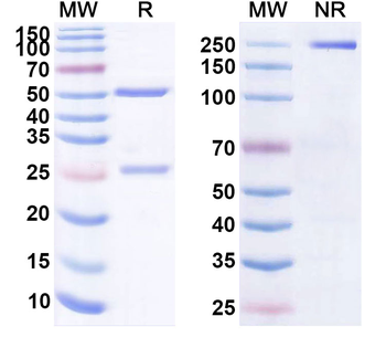 CD19 Human Monoclonal Antibody