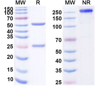 CD160 Human Monoclonal Antibody