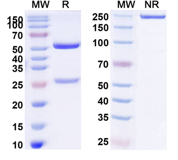 Antibody Human Monoclonal Antibody