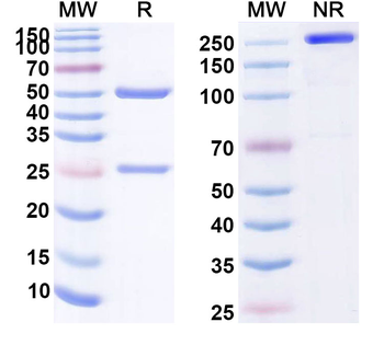 CD198/CCR8 Human Monoclonal Antibody