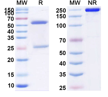 CD198/CCR8 Human Monoclonal Antibody