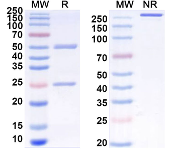 CD198/CCR8 Human Monoclonal Antibody