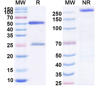 CCR4/CNOT6 Human Monoclonal Antibody