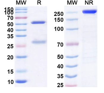 CNR1/CB1 Human Monoclonal Antibody