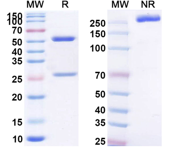 MUC16/CA125 Human Monoclonal Antibody