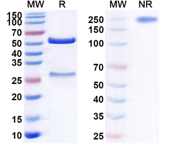 CD317/BST2 Human Monoclonal Antibody