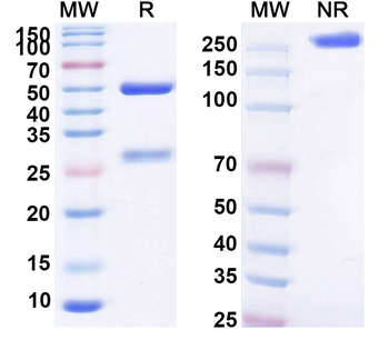 CD157/BST1 Human Monoclonal Antibody