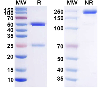 CD269/TNFRSF17/BCMA Human Monoclonal Antibody