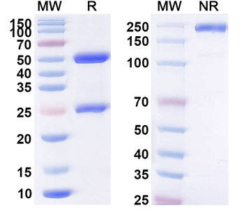 CD269/TNFRSF17/BCMA Human Monoclonal Antibody