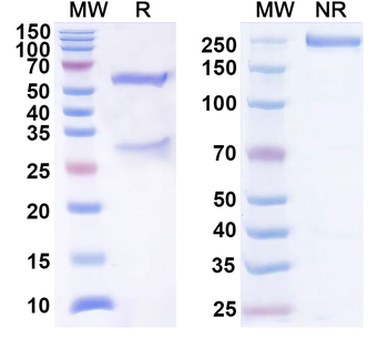 CD276/B7-H3 Human Monoclonal Antibody