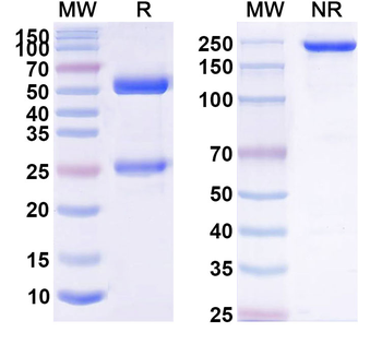 APP/Amyloid beta Human Monoclonal Antibody