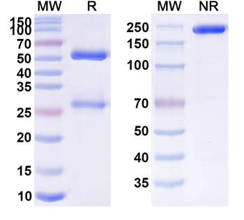 APP/Amyloid beta Human Monoclonal Antibody