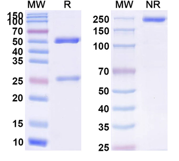 APP/Amyloid beta Human Monoclonal Antibody