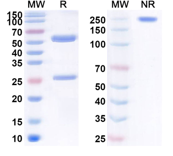 APP/Amyloid beta Human Monoclonal Antibody