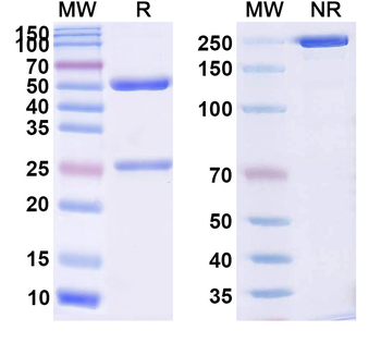 CD246/ALK Human Monoclonal Antibody