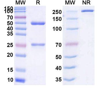 CD73/NT5E Human Monoclonal Antibody