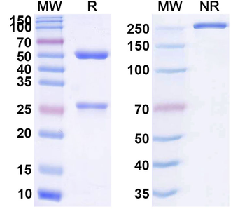 CD73/NT5E Human Monoclonal Antibody