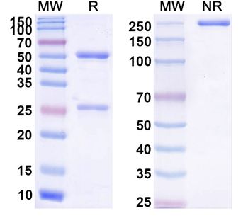 CD137/TNFRSF9/4-1BB Human Monoclonal Antibody