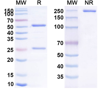 CD137/TNFRSF9/4-1BB Human Monoclonal Antibody