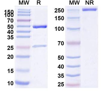 Fanolesomab Mouse Monoclonal Antibody
