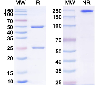 CD226/DNAM-1 Human Monoclonal Antibody