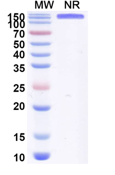 CDH3/P-cadherin & CD3E Monoclonal Antibody