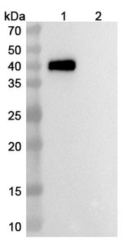 CDH3/P-cadherin & CD3E Monoclonal Antibody