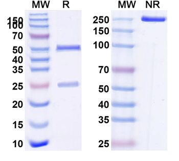 CD96 Human Monoclonal Antibody
