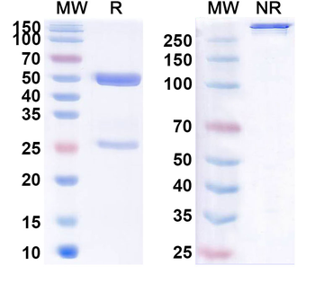 GPC3 & CD3E Human Monoclonal Antibody