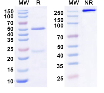 ILT4 Human Monoclonal Antibody