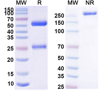 CD198/CCR8 Human Monoclonal Antibody
