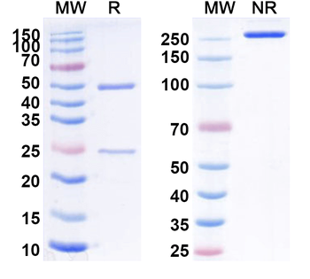 CD198/CCR8 Human Monoclonal Antibody