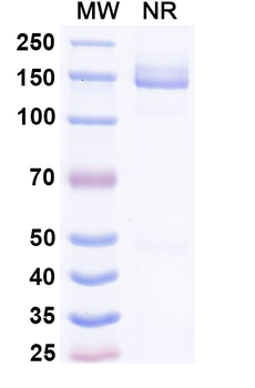 Human Transferrin R/TfR Reference Antibody (Lepunafusp Alfa, RUO)
