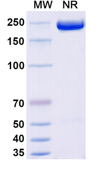 Human GDF-8/Myostatin Reference Antibody (Apitegromab, RUO)