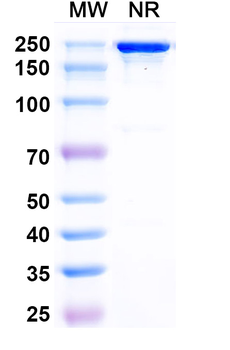 Posdinemab Human Monoclonal Antibody