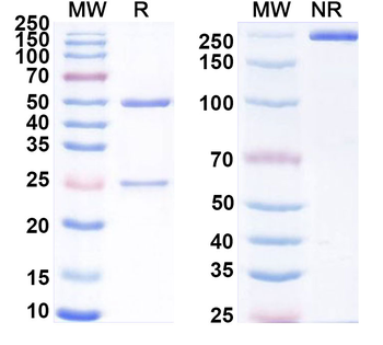 Ozuriftamab Human Monoclonal Antibody