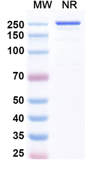 Luveltamab Human Monoclonal Antibody