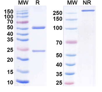 Golocdacimab Human Monoclonal Antibody