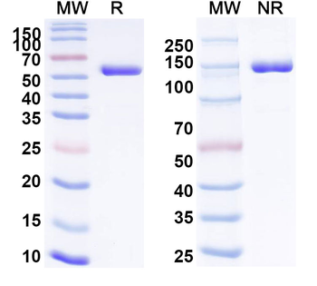 Crefmirlimab Human Monoclonal Antibody