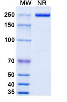 Human IL-18 Reference Antibody (Camoteskimab, RUO)