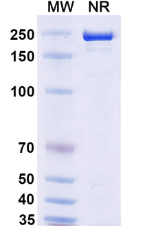 Rosnilimab Human Monoclonal Antibody