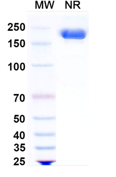Peresolimab Human Monoclonal Antibody