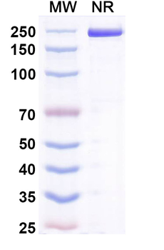 Acrixolimab Human Monoclonal Antibody