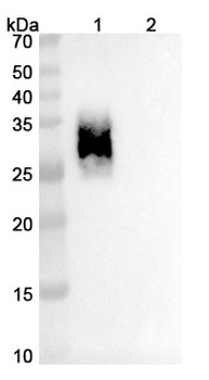Acrixolimab Human Monoclonal Antibody