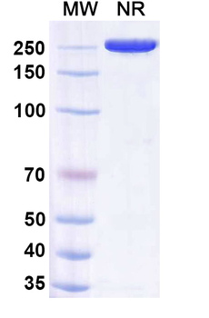 Vobramitamab Human Monoclonal Antibody