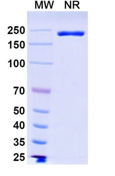 Ifinatamab Human Monoclonal Antibody