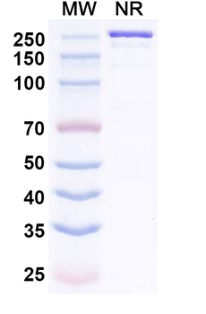 Lesabelimab Human Monoclonal Antibody