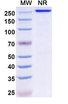 Ispectamab Human Monoclonal Antibody