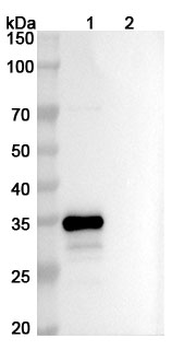Ispectamab Human Monoclonal Antibody