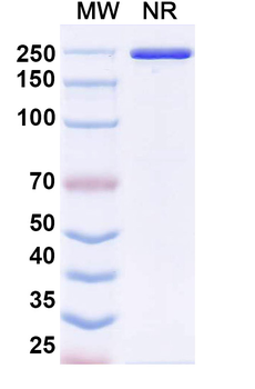 Human M-CSF R/CD115 Reference Antibody (Ly3022855, RUO)